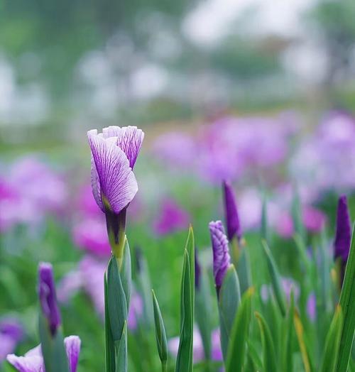菖蒲花的花语与寓意（唤醒心灵的清香）