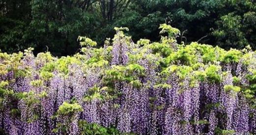 紫藤花的美丽与寓意（探究紫藤花所代表的意义及其传承）