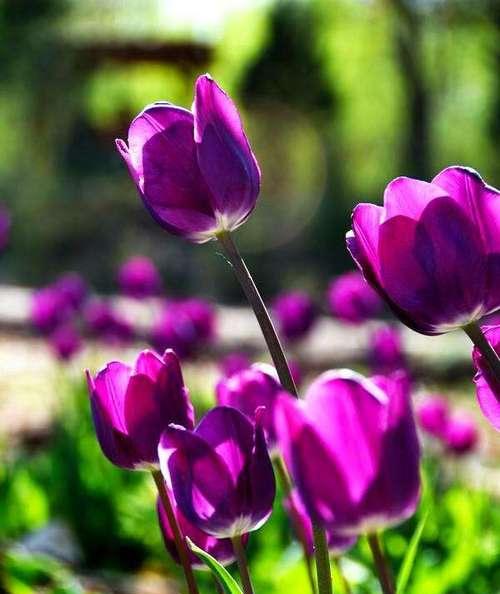 郁金香花语（用郁金香花语传递心意）