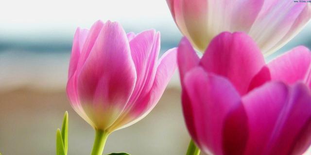 郁金香花语（用郁金香花语传递心意）