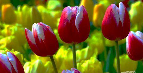 郁金香花语（用郁金香花语传递心意）