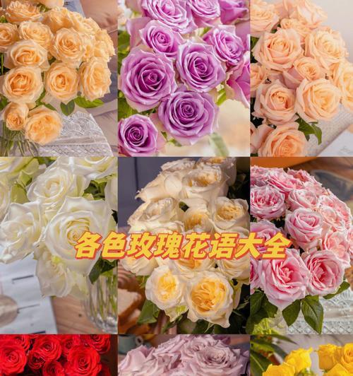 玫瑰花语的深意（玫瑰花语的解读及其象征意义）