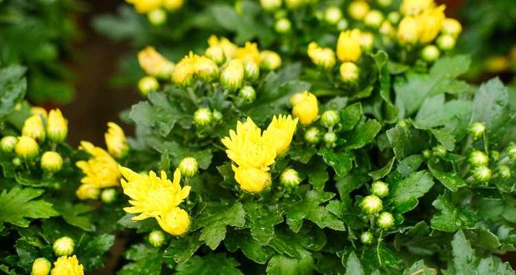 菊花的花语（探寻菊花花语）