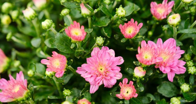 菊花的花语(探寻菊花花语) 菊花的花语(探寻菊花花语)