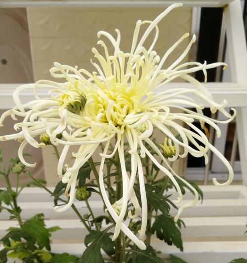 菊花的花语(探寻菊花花语) 菊花的花语(探寻菊花花语)