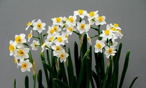 水仙花的花语与象征意义(探寻水仙花所代表的美丽与纯洁) 水仙花的花语与象征意义(探寻水仙花所代表的美丽与纯洁)