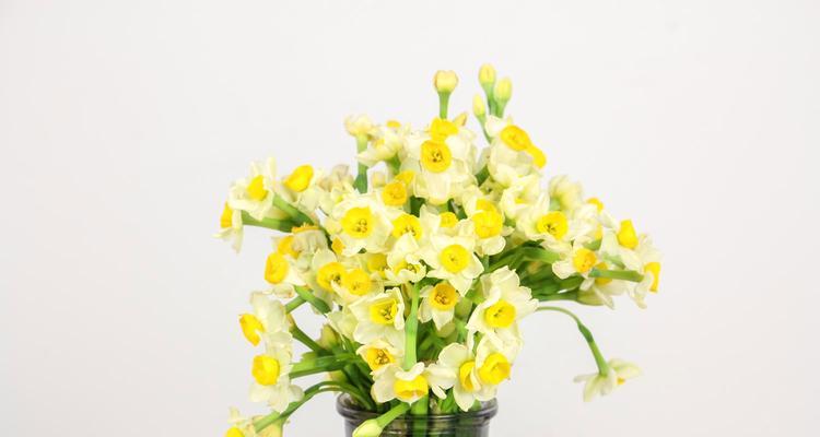 水仙花的花语与象征意义(探寻水仙花所代表的美丽与纯洁) 水仙花的花语与象征意义(探寻水仙花所代表的美丽与纯洁)