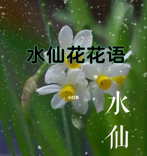 水仙花的花语与象征意义（探寻水仙花所代表的美丽与纯洁）