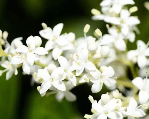 晚香玉的花语与传说（妩媚花中的凄美诗意——晚香玉）