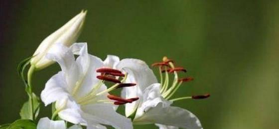 晚香玉的花语与传说（妩媚花中的凄美诗意——晚香玉）