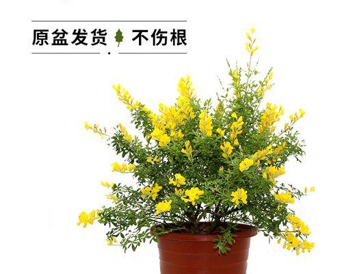 认识金雀花的生长习性和分类特征（认识金雀花的生长习性和分类特征）