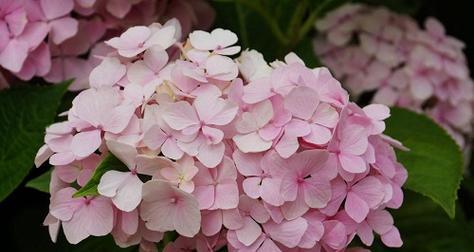 绣球花的花语及寓意（探索绣球花的神秘语言与象征意义）