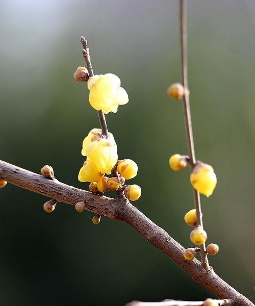 以腊梅的花语和象征，送给谁最适合（解读腊梅花的寓意）