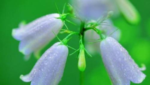 风铃草的花语（探索风铃草花语的深层含义及其与人生的共鸣）