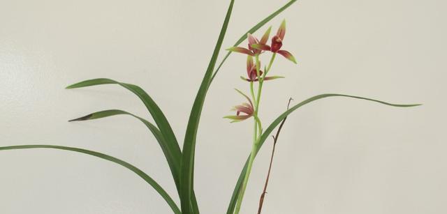 兰花的象征意义——高雅与纯洁（探究兰花的文化内涵和象征意义）