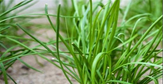 探究韭菜生长温度的最佳范围（温度调控影响韭菜生长的关键因素）
