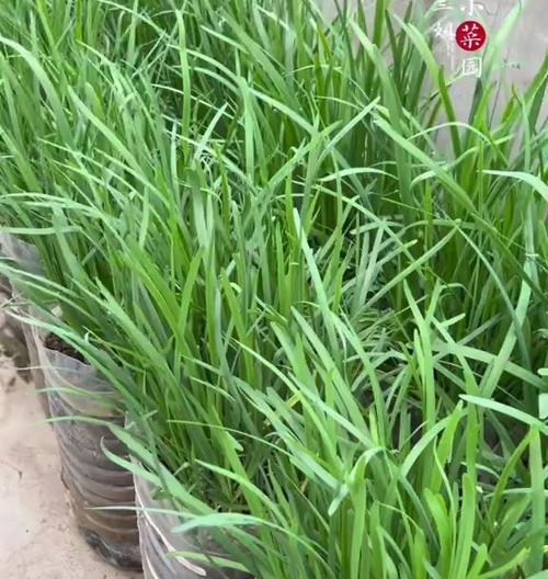 探究韭菜生长温度的最佳范围（温度调控影响韭菜生长的关键因素）