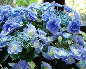 花开幸福，花开好运（美丽花卉与吉祥寓意）