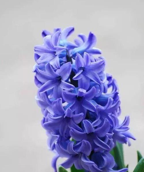 花开幸福，花开好运（美丽花卉与吉祥寓意）