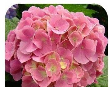 花开幸福，花开好运（美丽花卉与吉祥寓意）