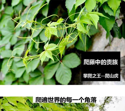 爬山虎会结果实吗（探讨爬山虎的药用价值及科学研究进展）