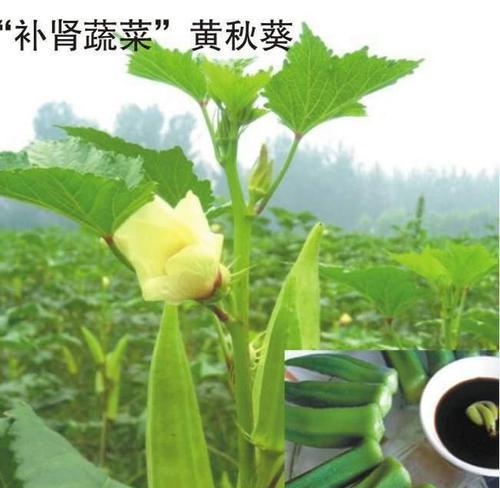 秋葵——一种营养丰富的蔬菜（品尝秋葵的美妙滋味）