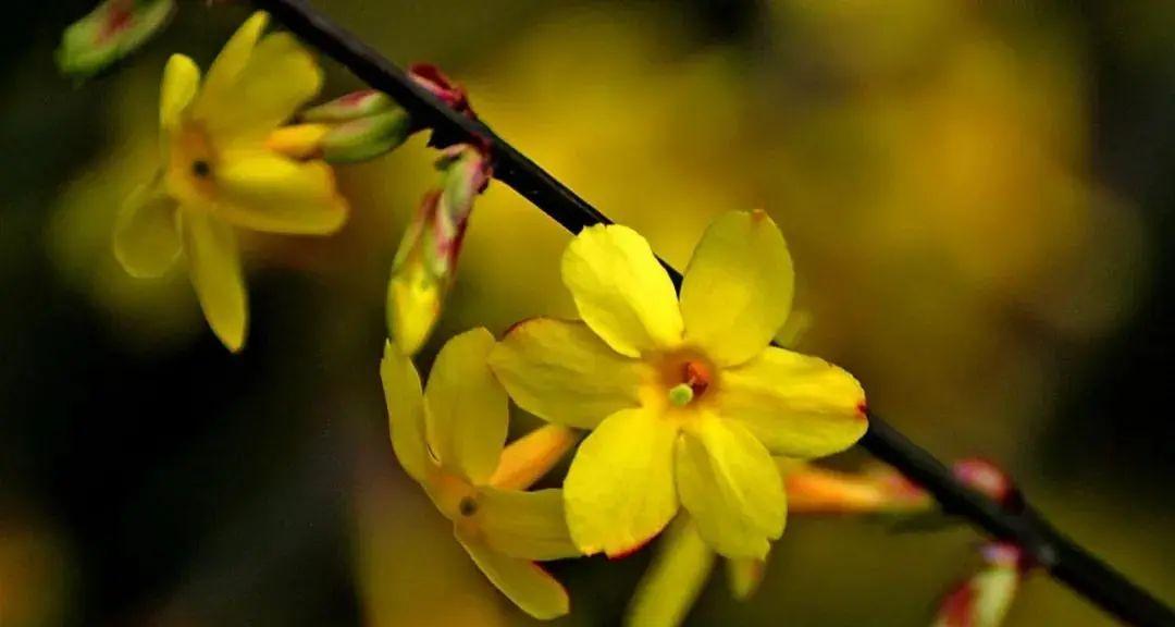 迎春花（迎春花花语探秘）