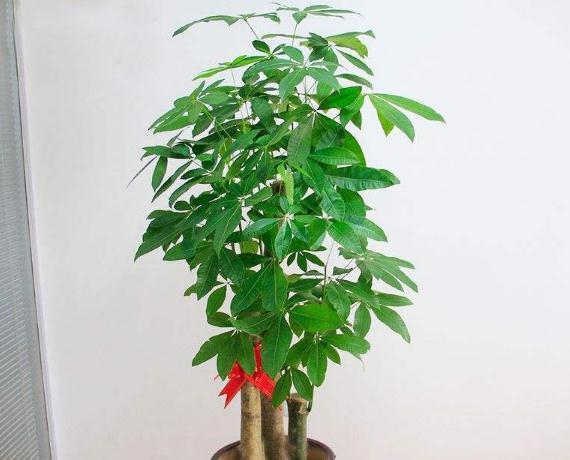 象征财运的植物大揭秘（探索带来财富和好运的神奇植物）