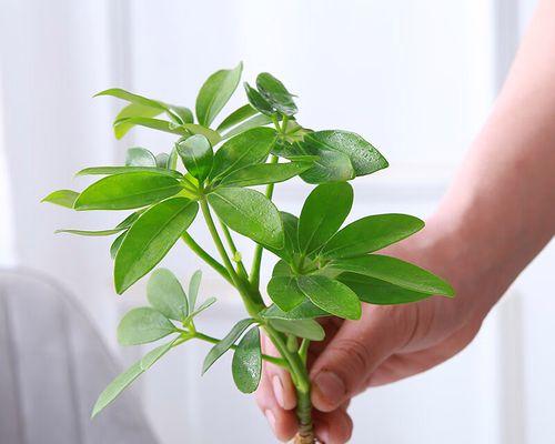 象征财运的植物大揭秘（探索带来财富和好运的神奇植物）