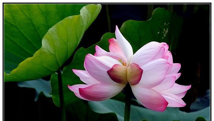 探秘花海中的并蒂莲姐妹花（揭秘与并蒂莲相似的神秘花卉群体）