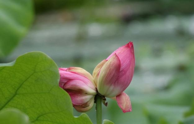 探秘花海中的并蒂莲姐妹花（揭秘与并蒂莲相似的神秘花卉群体）