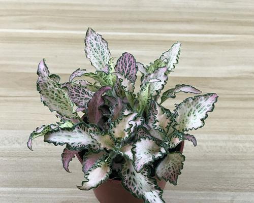 探寻网纹草的花语之美（寓意深远的网纹草——带给你的启示）
