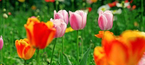 郁金香的花语及其意义（传承爱情与尊严的花朵——郁金香）
