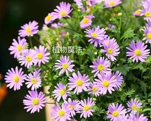 如何让小雏菊更旺盛生长（小雏菊养殖技巧大揭秘）
