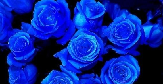 以蓝色妖姬的花语的象征意义（解读蓝色妖姬的花语）