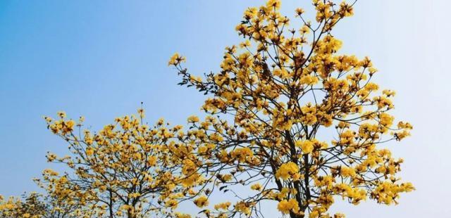 黄花风铃木（借助黄花风铃木）