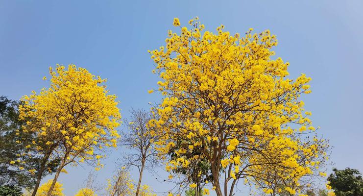 黄花风铃木（借助黄花风铃木）