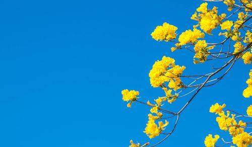 黄花风铃木（借助黄花风铃木）