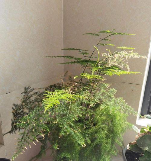 文竹（揭秘文竹的名称由来和花语）