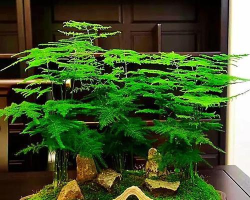文竹（揭秘文竹的名称由来和花语）
