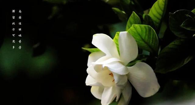 栀子花语(探索栀子花的内涵与文化价值) 栀子花语(探索栀子花的内涵与文化价值)