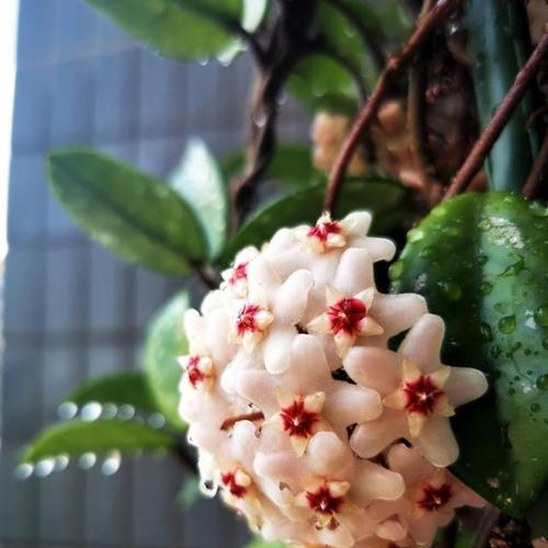 球兰开花，预示着这些意义（探究球兰开花的启示）