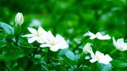 栀子花语(探索栀子花的内涵与文化价值) 栀子花语(探索栀子花的内涵与文化价值)