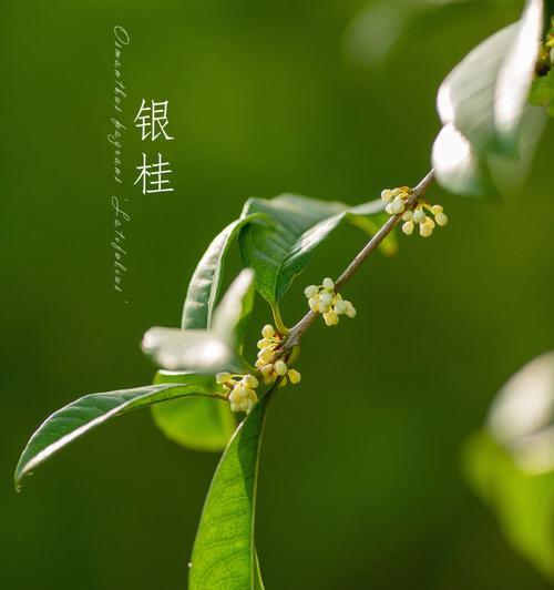 桂花的花语与象征（桂花的美丽与含义）