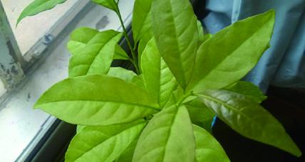 双色茉莉在冬天为什么会掉叶子(探究双色茉莉掉叶子的原因及防治方法)