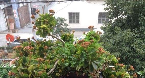 长寿花老桩造型养护指南