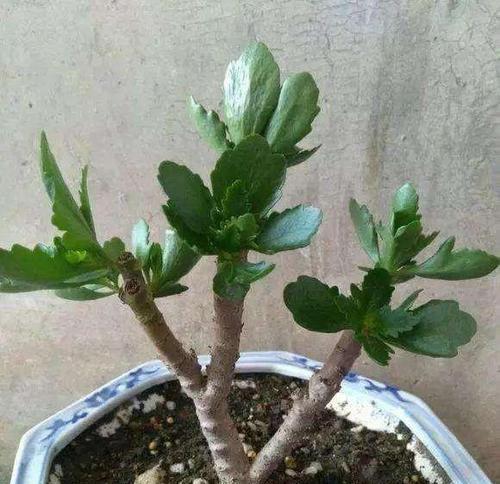 长寿花老桩造型养护指南