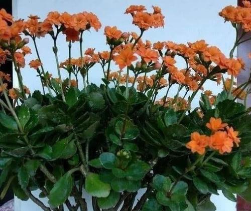 长寿花老桩造型养护指南