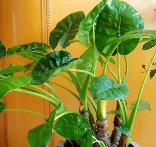 自由之花（探索自然中寄托人类自由渴望的植物世界）