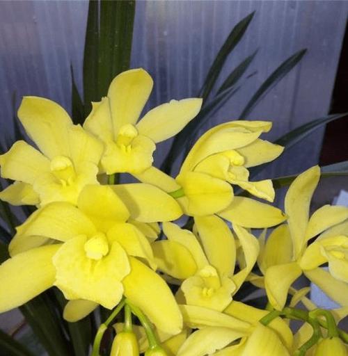 黄金兰——花语与寓意（探寻黄金兰的神秘面纱）